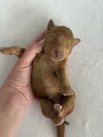 Ruby, a female Goldendoodle for sale in San Diego, CA – Photo 10 of 10