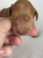 Ruby, a female Goldendoodle for sale in San Diego, CA – Photo 3 of 10