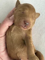 Ruby, a female Goldendoodle for sale in San Diego, CA – Photo 7 of 10