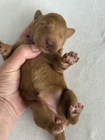 Ruby, a female Goldendoodle for sale in San Diego, CA – Photo 8 of 10