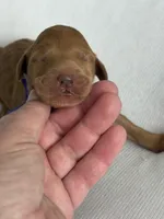 Ruby, a female Goldendoodle for sale in San Diego, CA – Photo 2 of 10