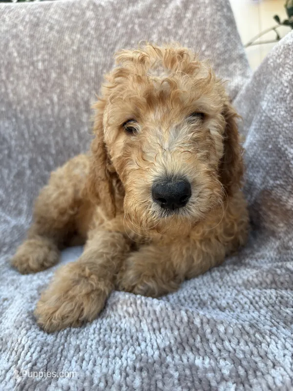 Max – Goldendoodle puppy for sale in San Diego, CA