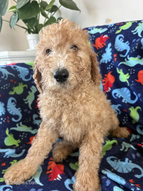 Max – Goldendoodle puppy for sale in San Diego, CA