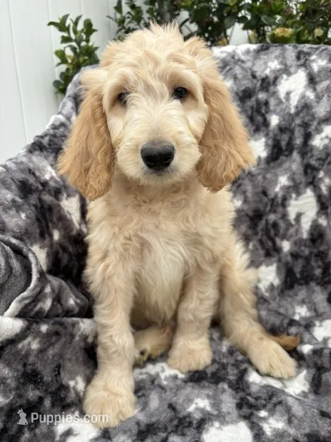 Petey – Goldendoodle, Double Doodle puppy for sale in San Diego, CA