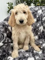 Petey, a male Goldendoodle and Double Doodle for sale in San Diego, CA – 6 of 10
