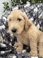 Pax, a male Goldendoodle and Double Doodle for sale in San Diego, CA – 9 of 10