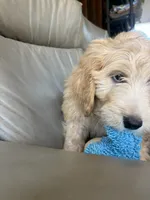 Mr Pickles, a male Goldendoodle and Labradoodle for sale in San Diego, CA – 6 of 10