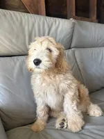 Mr Pickles, a male Goldendoodle and Labradoodle for sale in San Diego, CA – 4 of 10
