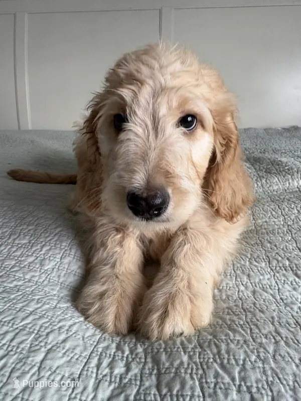 Petey – Goldendoodle, Double Doodle puppy for sale in San Diego, CA