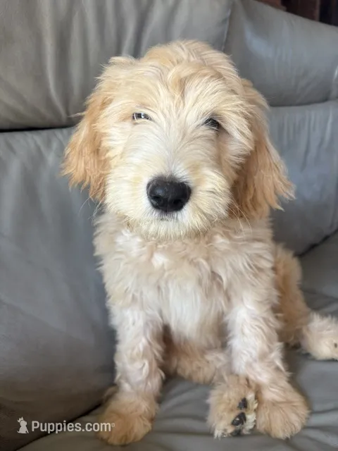 Mr Pickles – Goldendoodle, Labradoodle puppy for sale in San Diego, CA