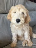 Mr Pickles, a male Goldendoodle and Labradoodle for sale in San Diego, CA – 3 of 10