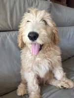 Mr Pickles, a male Goldendoodle and Labradoodle for sale in San Diego, CA – 5 of 10