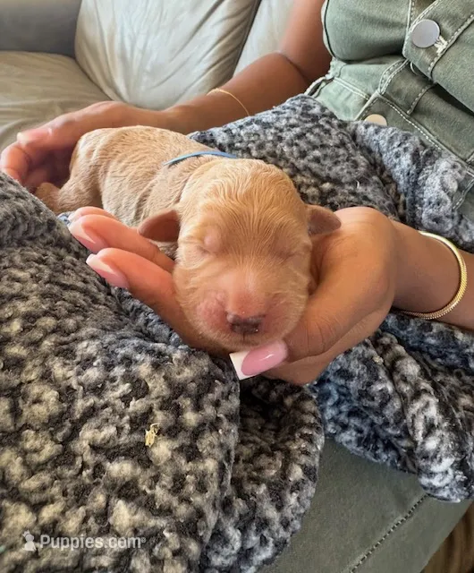 Chuck – Goldendoodle, Labradoodle puppy for sale in San Diego, CA