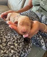 Chuck, a male Goldendoodle and Labradoodle for sale in San Diego, CA – 1 of 3