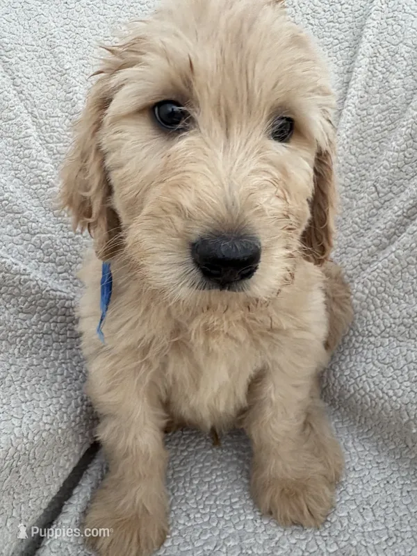 Pax – Goldendoodle, Double Doodle puppy for sale in San Diego, CA
