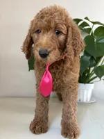 Oreo, a male Goldendoodle for sale in San Diego, CA – 3 of 10