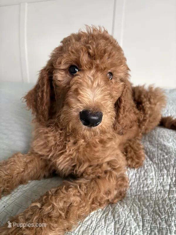 Oreo – Goldendoodle puppy for sale in San Diego, CA