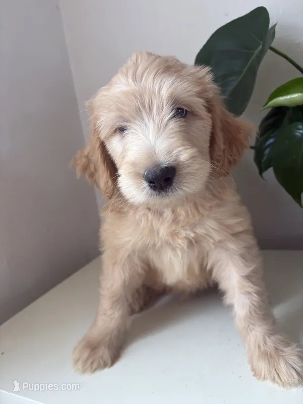 Pickles – Goldendoodle, Double Doodle puppy for sale in San Diego, CA