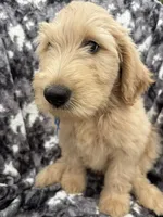 Pax, a male Goldendoodle and Double Doodle for sale in San Diego, CA – 3 of 10