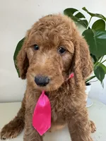 Oreo, a male Goldendoodle for sale in San Diego, CA – 7 of 10