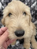Pax, a male Goldendoodle and Double Doodle for sale in San Diego, CA – 6 of 10