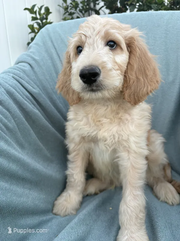 Petey – Goldendoodle, Double Doodle puppy for sale in San Diego, CA