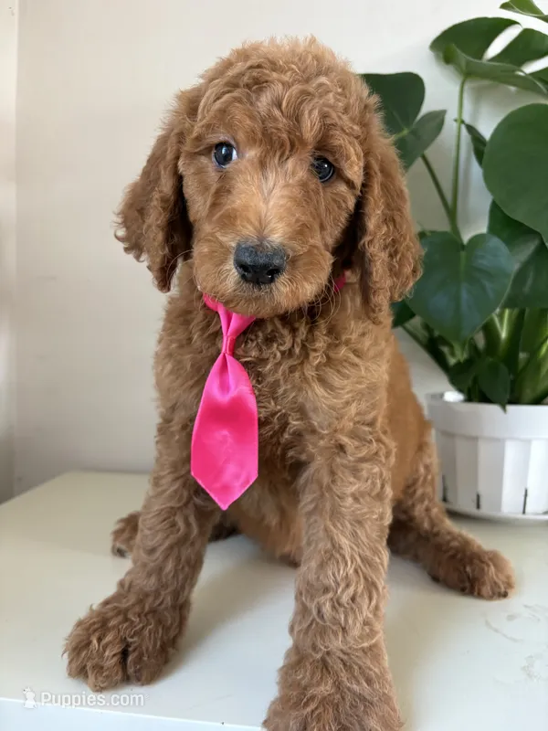 Oreo – Goldendoodle puppy for sale in San Diego, CA