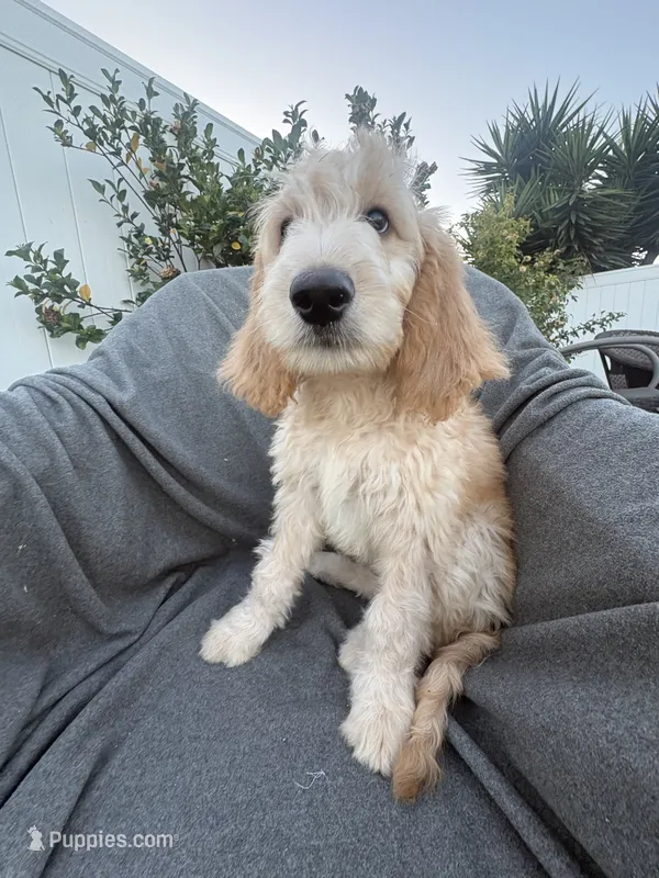 Petey – Goldendoodle, Double Doodle puppy for sale in San Diego, CA