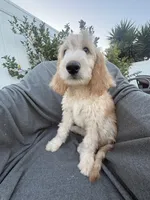 Petey, a male Goldendoodle and Labradoodle for sale in San Diego, CA – 4 of 10