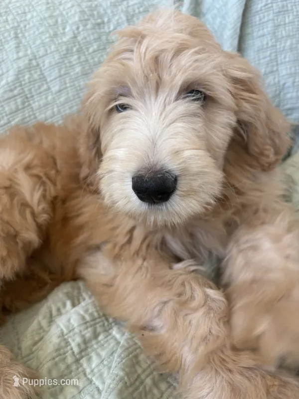 Pickles – Goldendoodle, Double Doodle puppy for sale in San Diego, CA