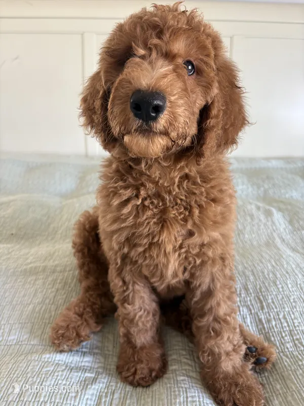 Oreo – Goldendoodle puppy for sale in San Diego, CA