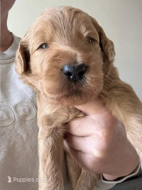 Chuck – Goldendoodle, Labradoodle puppy for sale in San Diego, CA