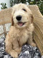 Pickles, a male Goldendoodle and Double Doodle for sale in San Diego, CA – 4 of 10