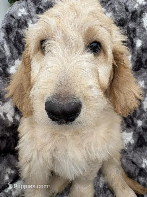 Petey – Goldendoodle, Double Doodle puppy for sale in San Diego, CA