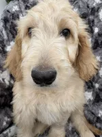 Petey, a male Goldendoodle and Double Doodle for sale in San Diego, CA – 2 of 10