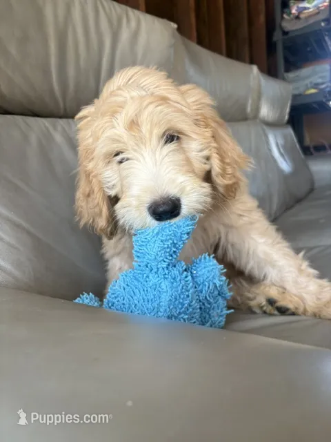 Mr Pickles – Goldendoodle, Labradoodle puppy for sale in San Diego, CA