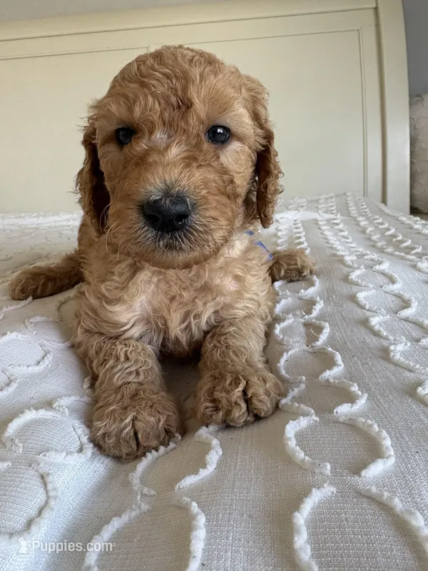 Max – Goldendoodle puppy for sale in San Diego, CA