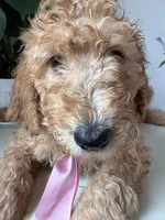 Max, a male Goldendoodle for sale in San Diego, CA – 2 of 10