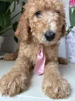 Max, a male Goldendoodle for sale in San Diego, CA – 3 of 10