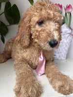 Max, a male Goldendoodle for sale in San Diego, CA – 9 of 10