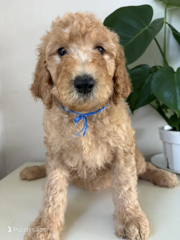 Max – Goldendoodle puppy for sale in San Diego, CA