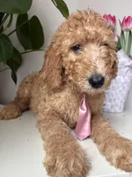 Max, a male Goldendoodle for sale in San Diego, CA – 7 of 10