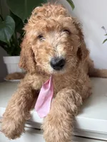 Max, a male Goldendoodle for sale in San Diego, CA – 8 of 10