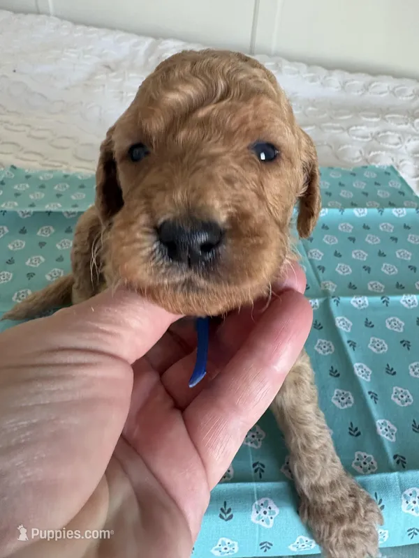 Max – Goldendoodle puppy for sale in San Diego, CA