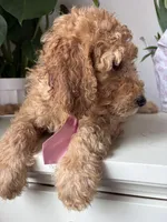 Max, a male Goldendoodle for sale in San Diego, CA – 4 of 10