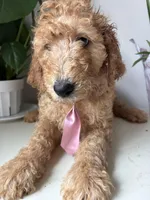 Max, a male Goldendoodle for sale in San Diego, CA – 6 of 10