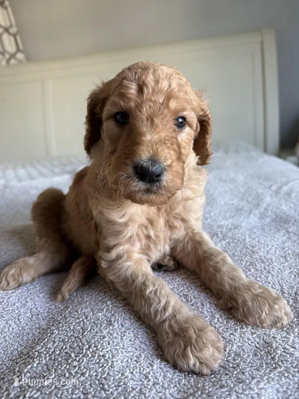 Max – Goldendoodle puppy for sale in San Diego, CA