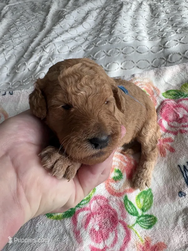 Max – Goldendoodle puppy for sale in San Diego, CA