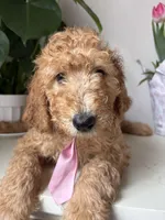 Max, a male Goldendoodle for sale in San Diego, CA – 10 of 10
