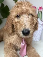 Max, a male Goldendoodle for sale in San Diego, CA – 5 of 10